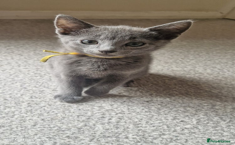 Russian Blue cats - Advert 4