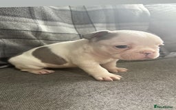 French Bulldog dogs for sale: French bulldog  - Image 9