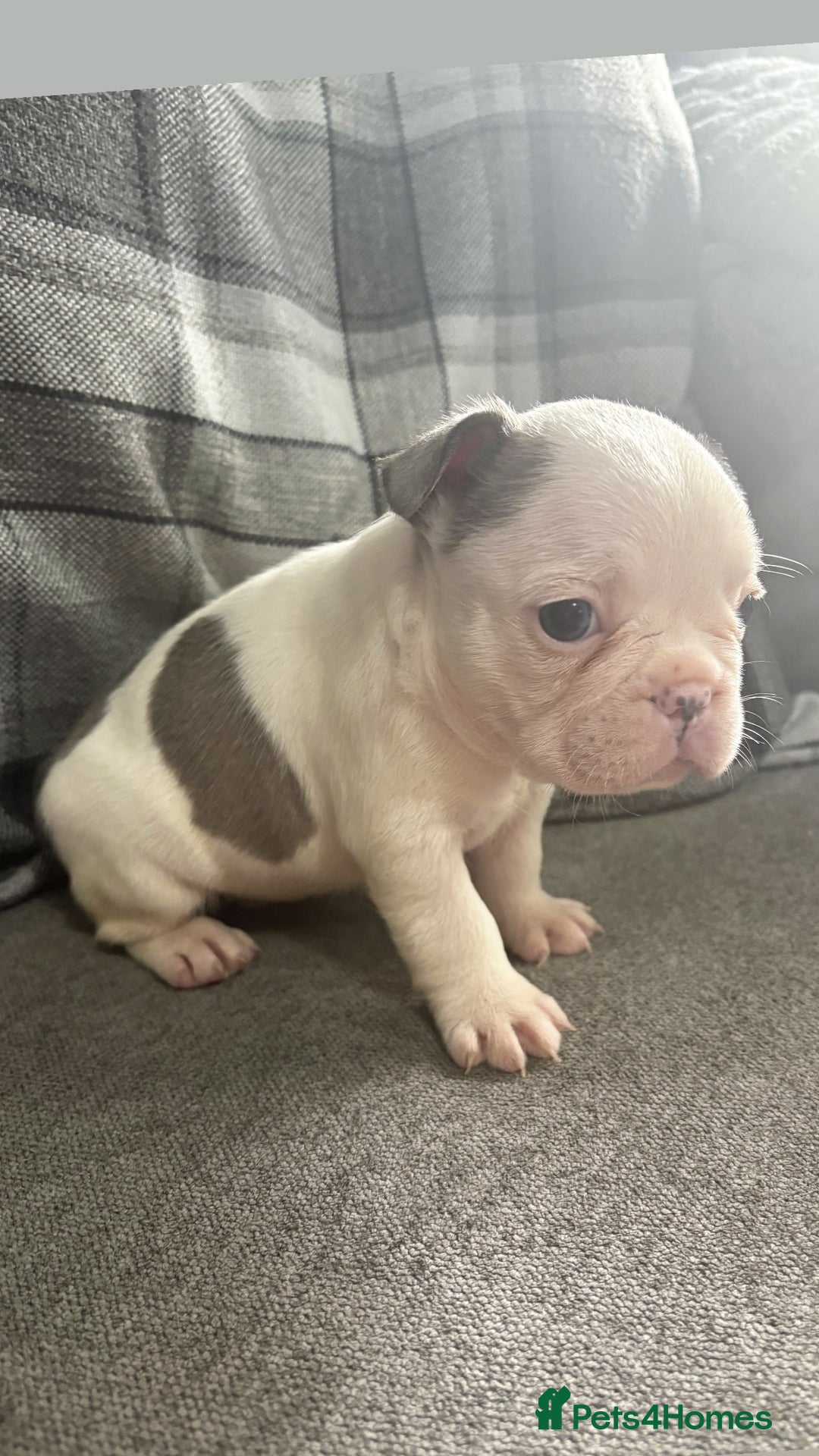French Bulldog dogs for sale: French bulldog  - Image 9