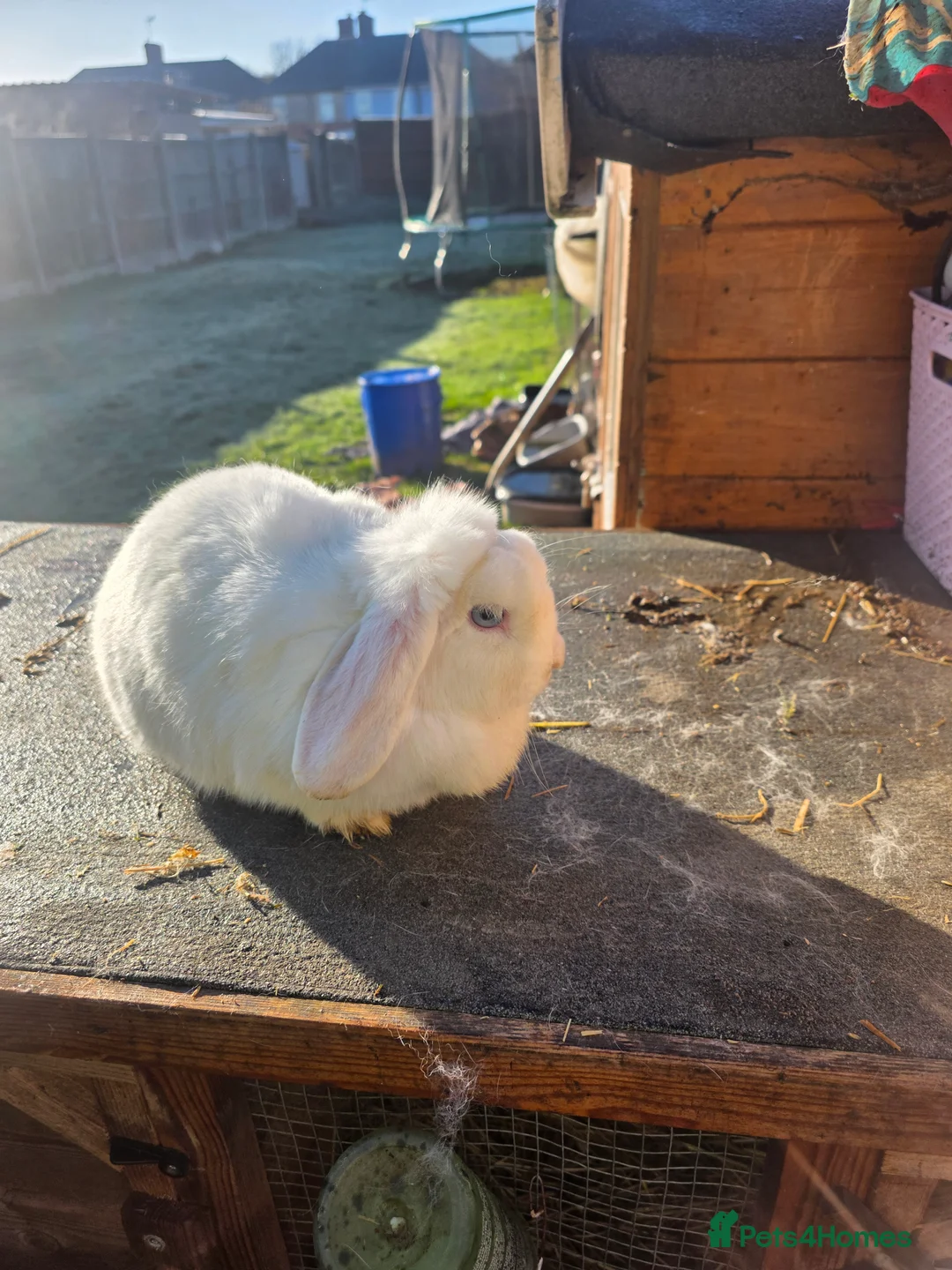 Mini Lop rabbits for sale: Mini lop  - Advert 2