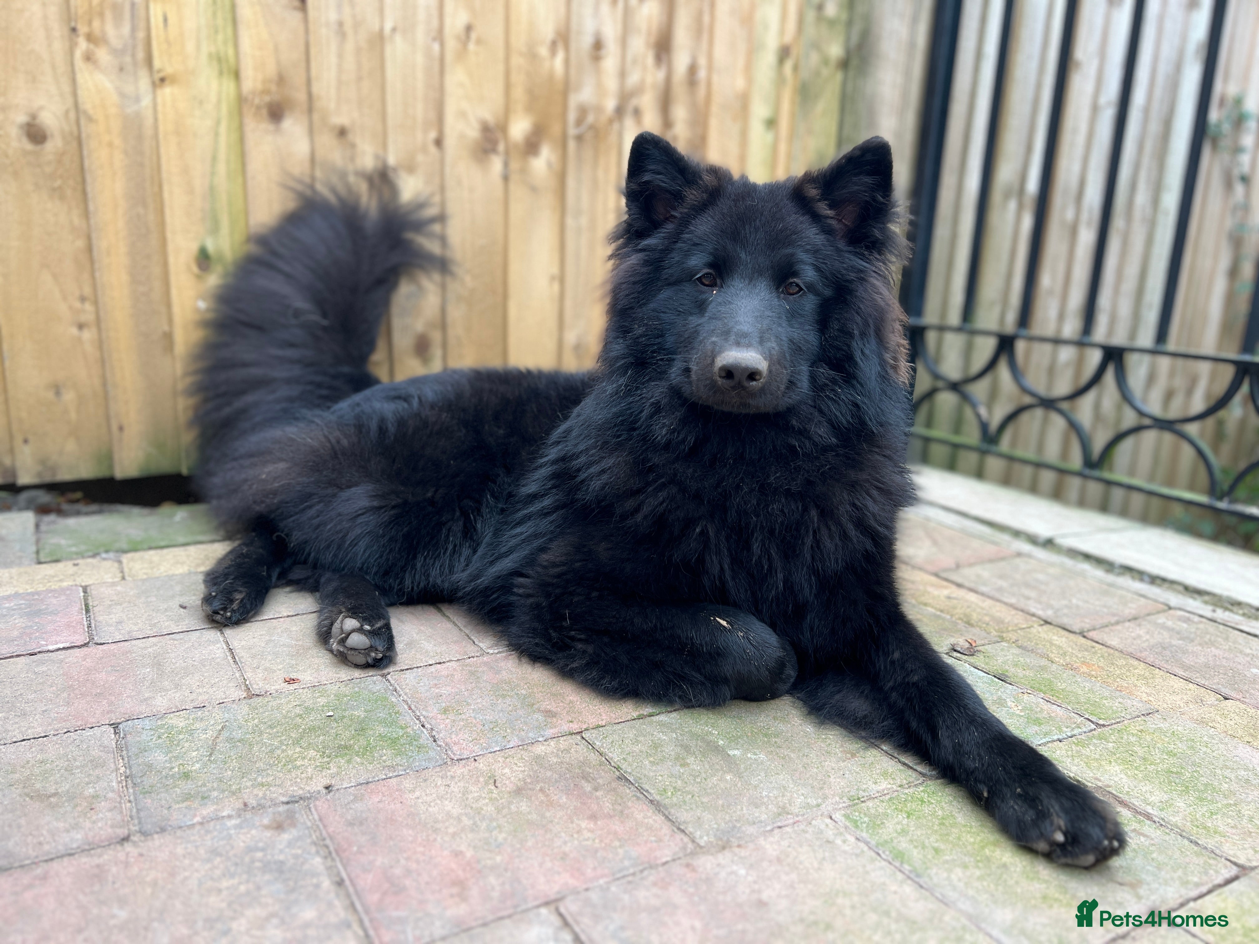 Samoyed dogs Samoyed x Available at Stud  - Advert 3