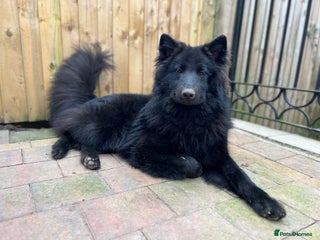 Samoyed dogs Samoyed x Available at Stud - Advert 7