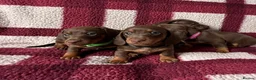 Miniature Dachshund dogs for sale: Miniature dachshund puppies in Perth - Advert 3
