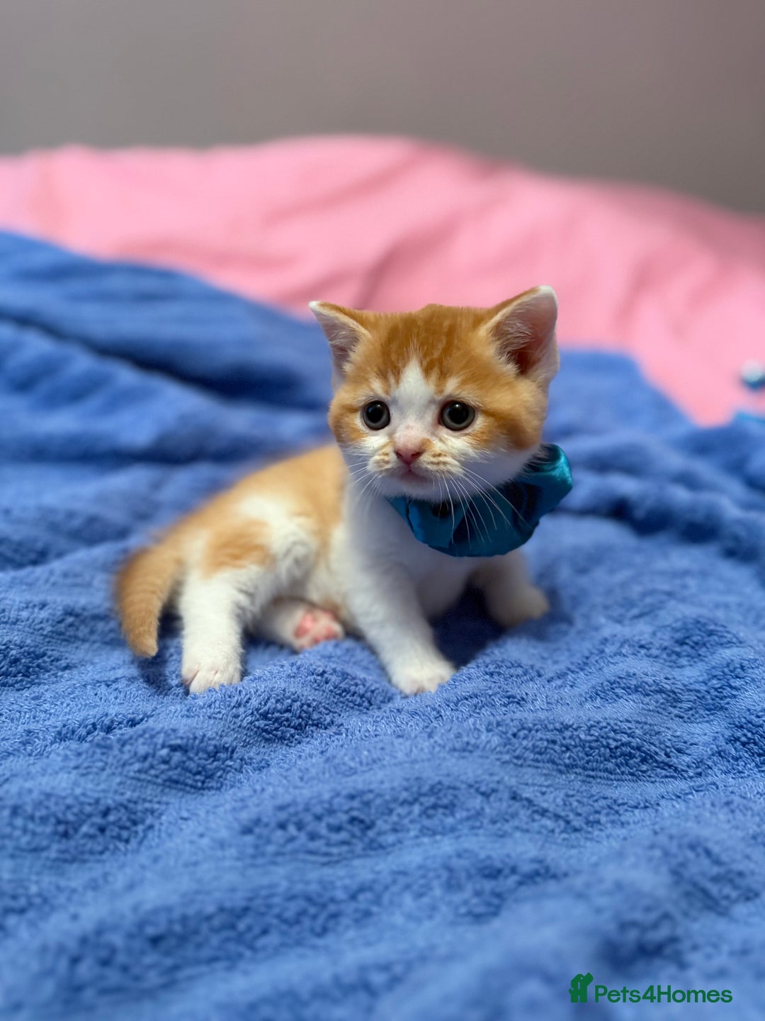 British Shorthair cats for sale: Quality British Shorthair kittens  - Image 14