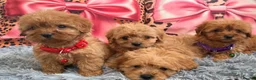 Cavapoo dogs for sale: Adorable poppies - Advert 6