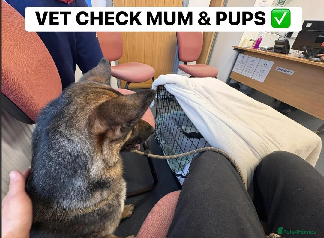 Shepsky dogs for sale: STUNNING SHEPSKY PUPPIES! - Advert 10