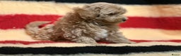 Mixed Breed dogs for sale: Beautiful Cavapoochon litter  - Advert 4
