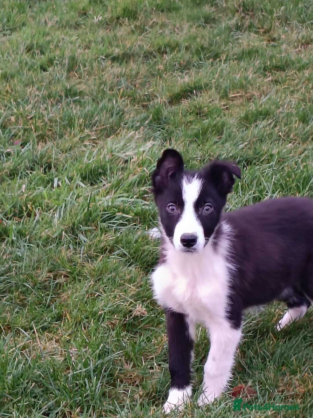Border Collie dogs for sale: Beautifully marked border collie pups - Advert 6
