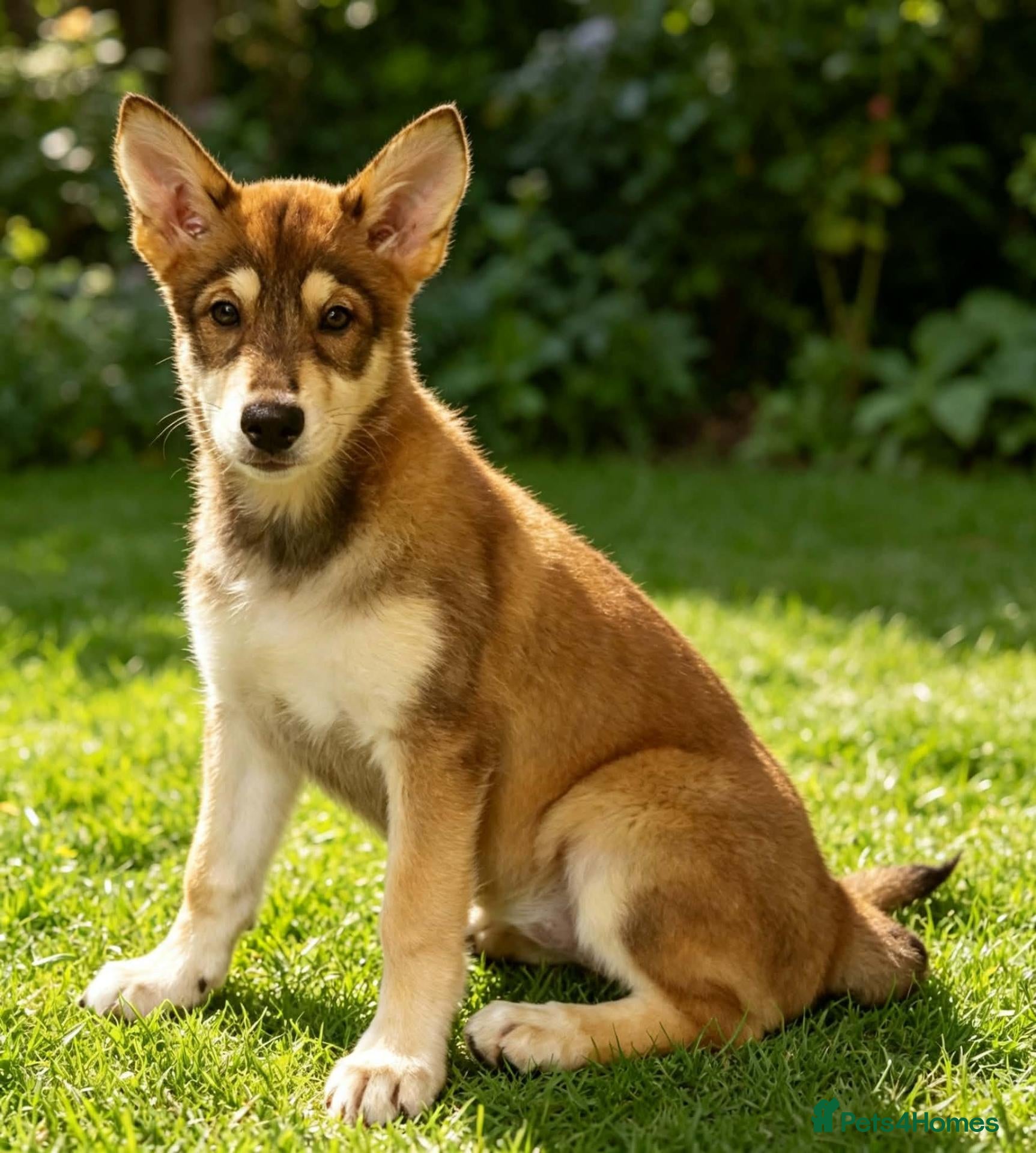 Saarloos Wolfdog dogs Only 1 girl left vaccinated and ready to leave - Advert 1