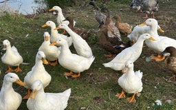 Ducks poultry for sale: Ducks for sale - Image 6