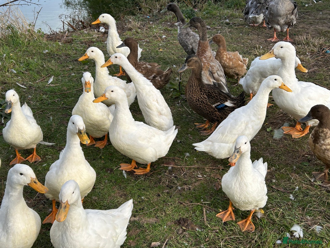 Ducks poultry for sale: Ducks for sale - Image 6