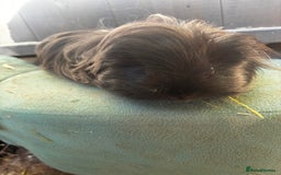 Guinea Pig rodents for sale: Guinea pigs - Image 3