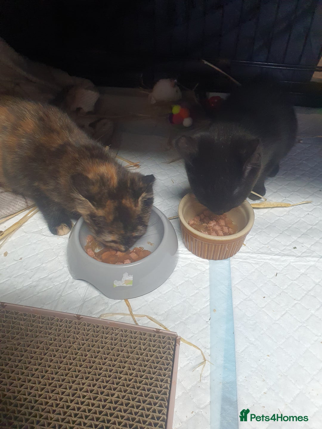 Mixed Breed cats for sale: 2 female kittens - Advert 1