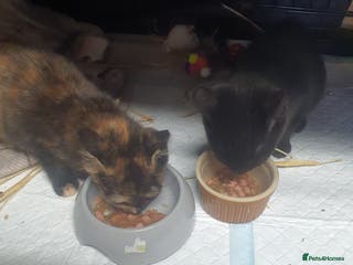 Mixed Breed cats 2 female kittens - Advert 2