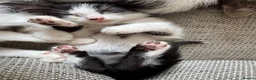 Mixed Breed cats for sale: 4 beautiful Tabby kittens  - Advert 7