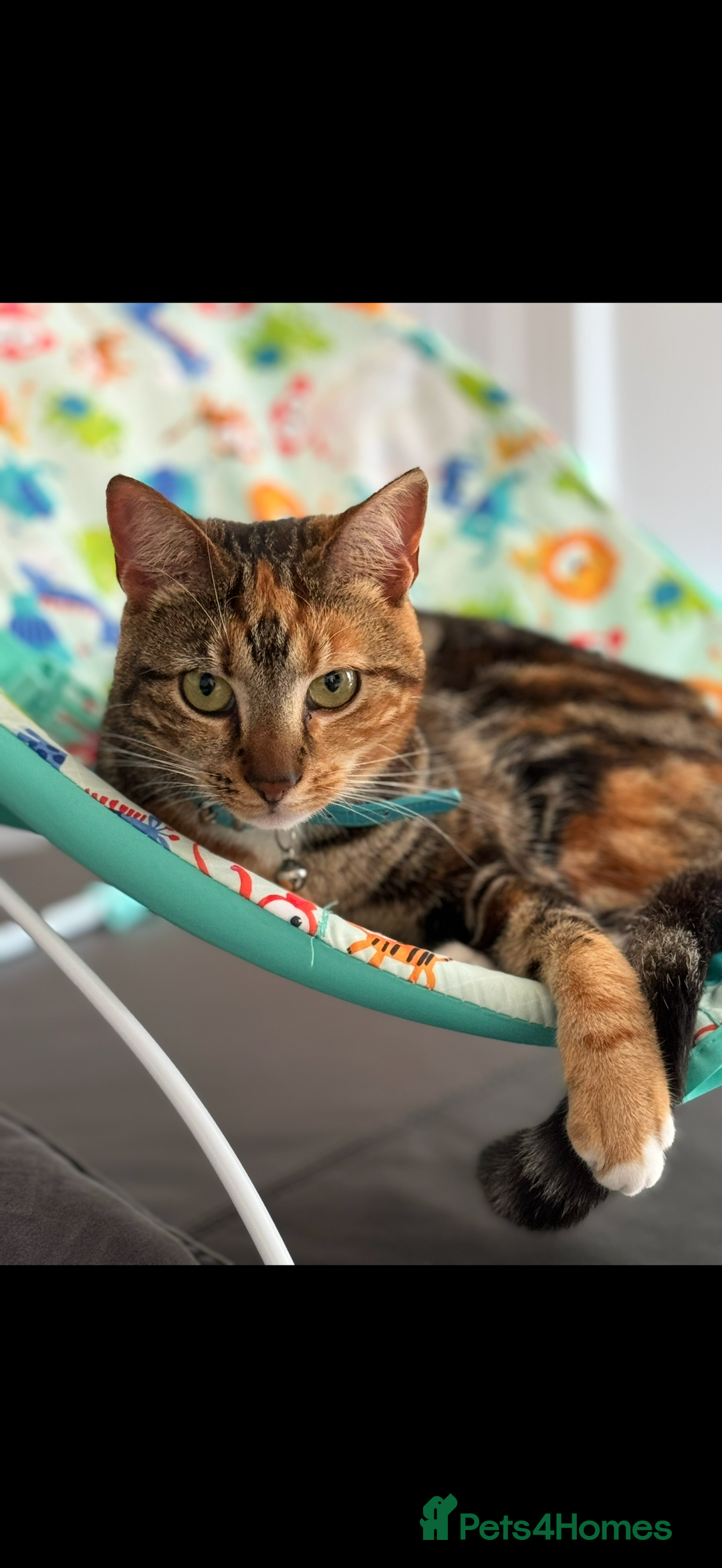 Mixed Breed cats for sale: 4 Adult cats needing new homes! - Advert 1