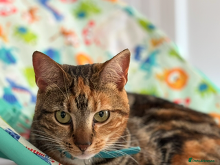 Mixed Breed cats 4 Adult cats needing new homes! - Advert 1