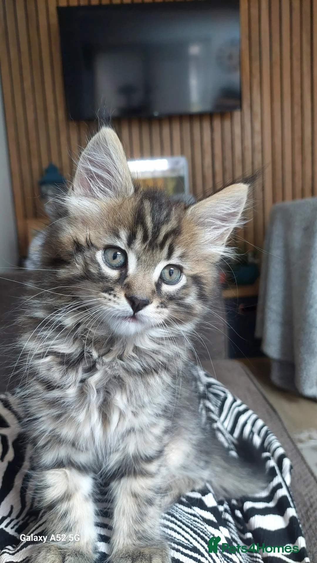 Maine Coon cats for sale: Maine coon x bengal x russian blue mixed litter - Advert 1