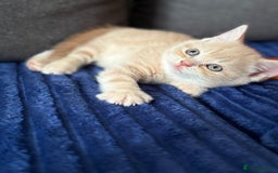 Scottish Fold cats for sale: Gorgeous ginger and creamy Scottish folds/straight - Image 1