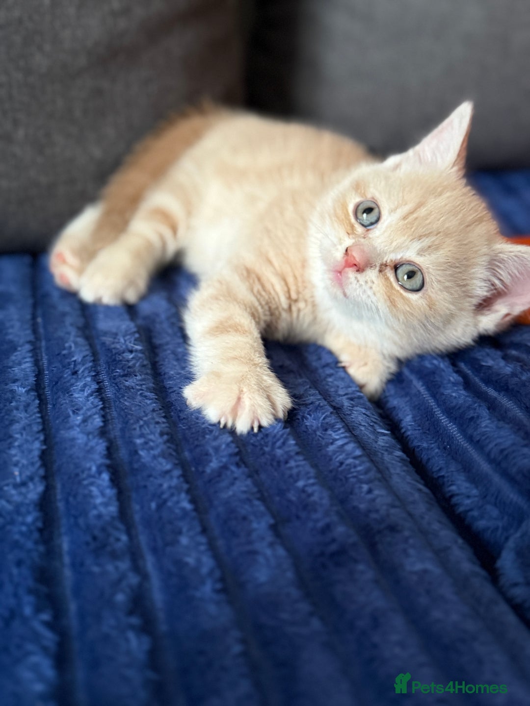Scottish Fold cats for sale: Gorgeous ginger and creamy Scottish folds/straight - Image 1