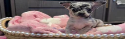 Chihuahua dogs for sale: Full chihuahua puppies  - Advert 8