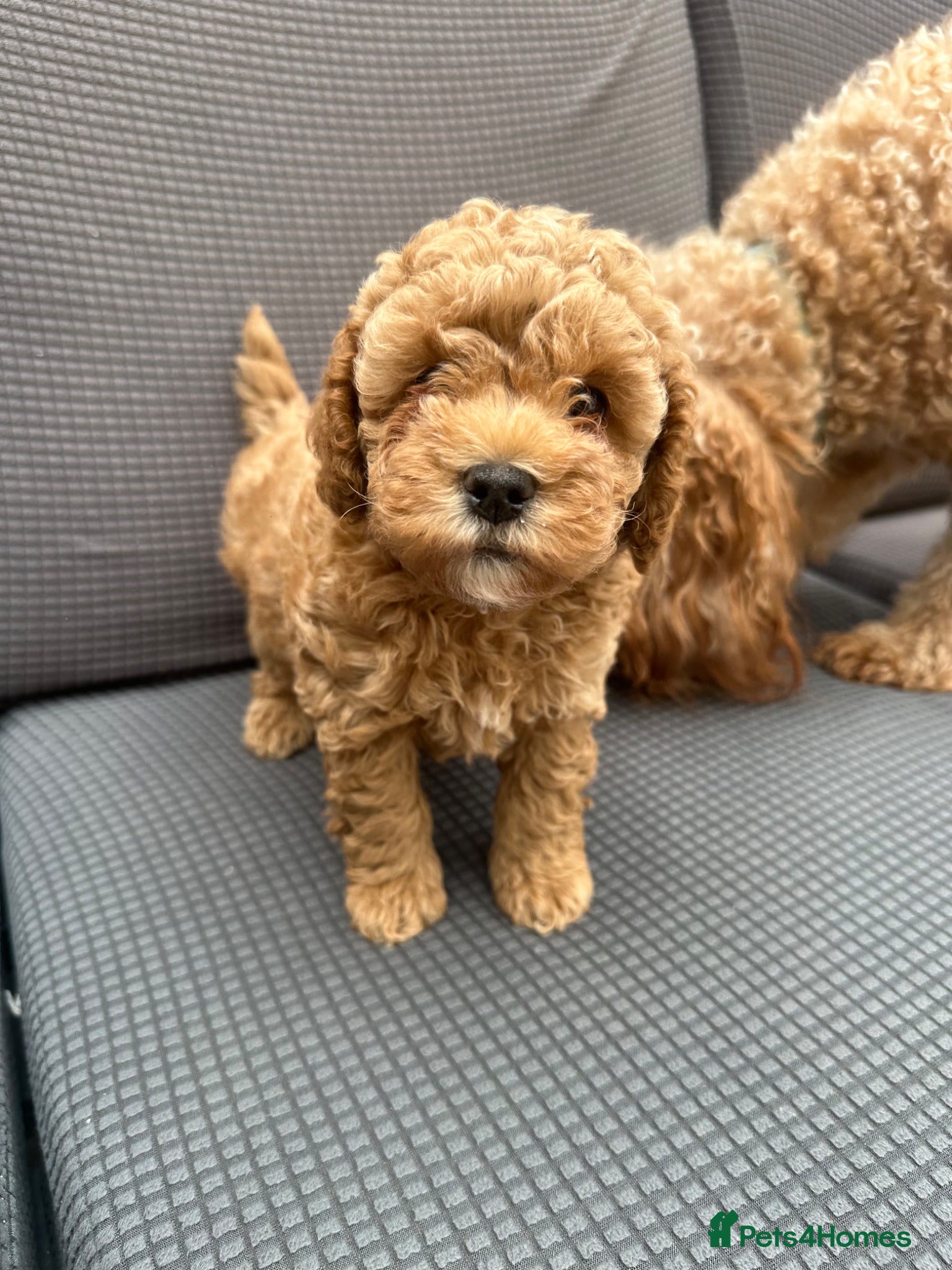 Cockapoo dogs Adorable puppies for Reservation - Advert 1