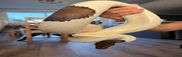 Python Snake reptiles for sale: Black Pastel Pied male  - Advert 2