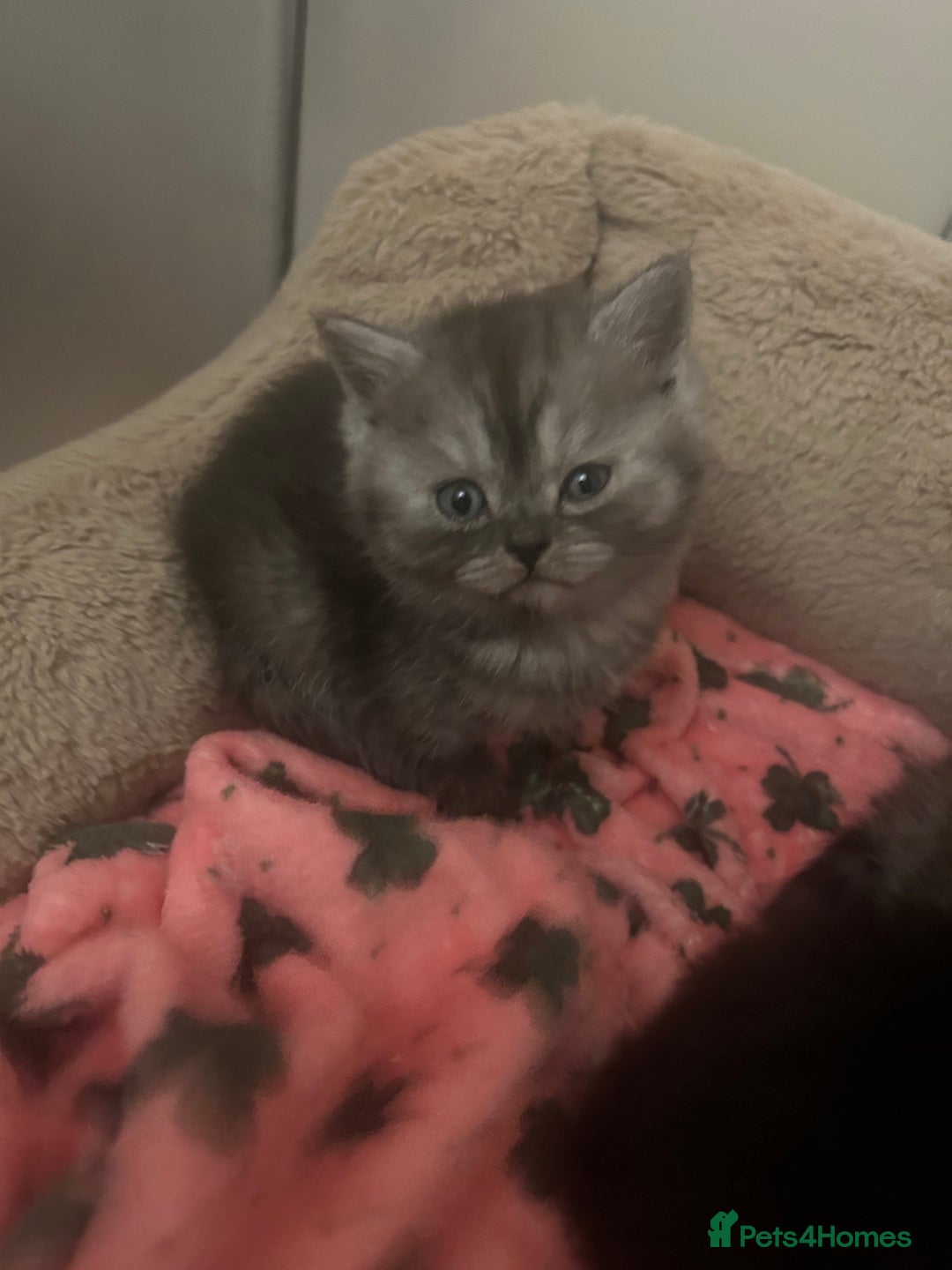 Persian cats for sale: BSH/PERSIAN KITTEN FOR SALE   - Advert 3