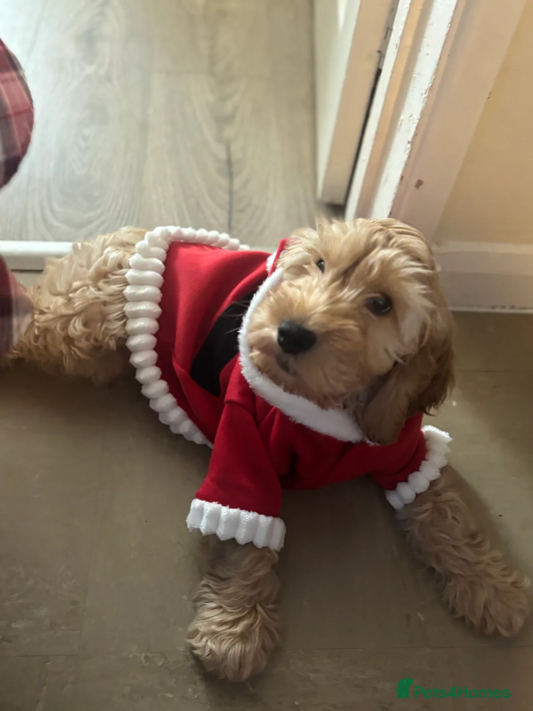 Cockapoo dogs for sale: Cockapoo  - Advert 3