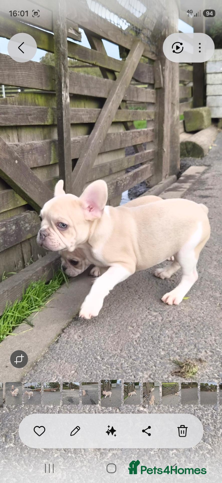 French Bulldog dogs French Bulldog KC Puppies - Advert 1