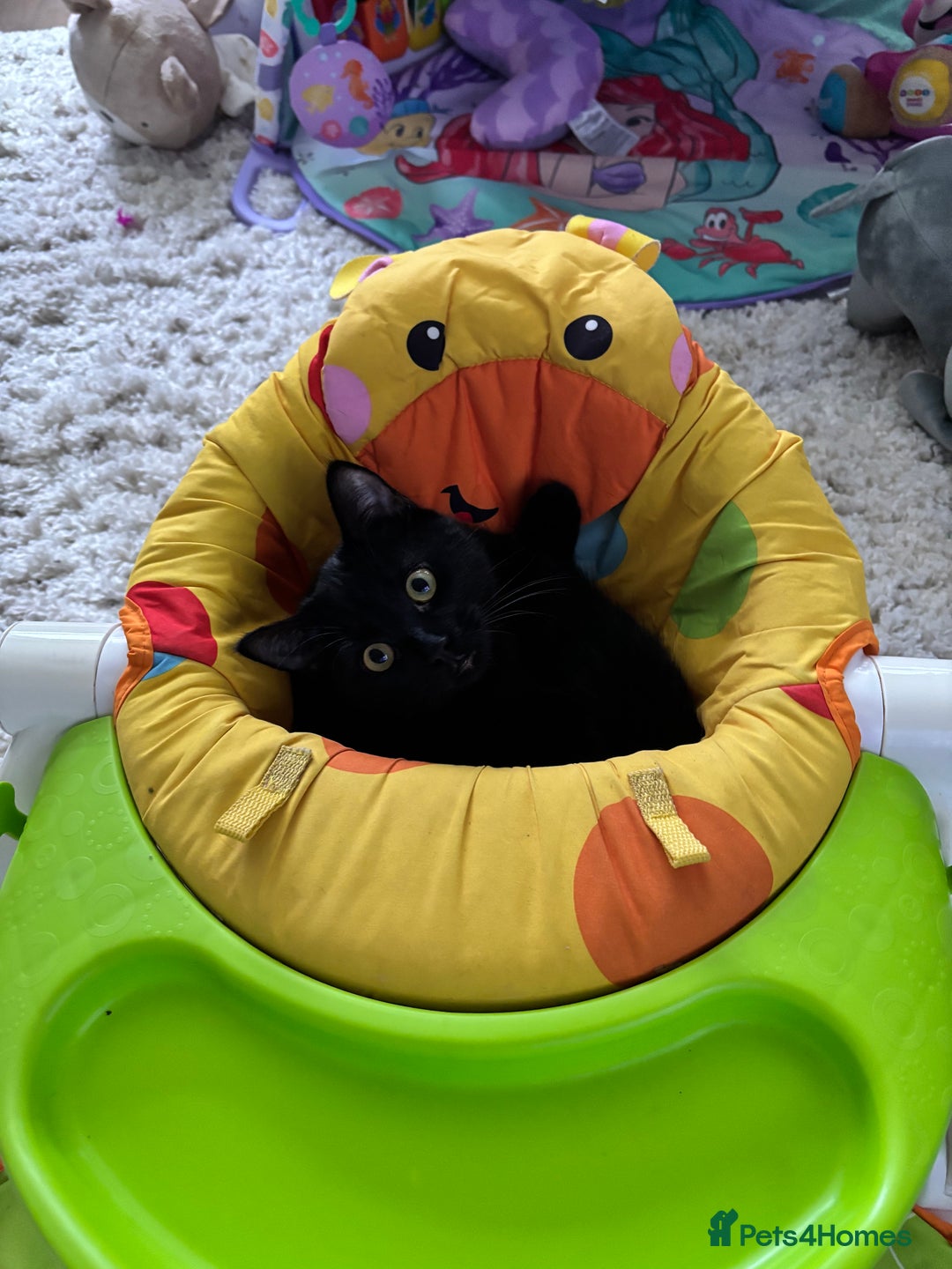 Mixed Breed cats for sale: 2 cats for free  - Advert 3