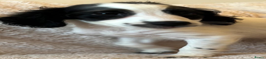 Cockapoo Puppy 1