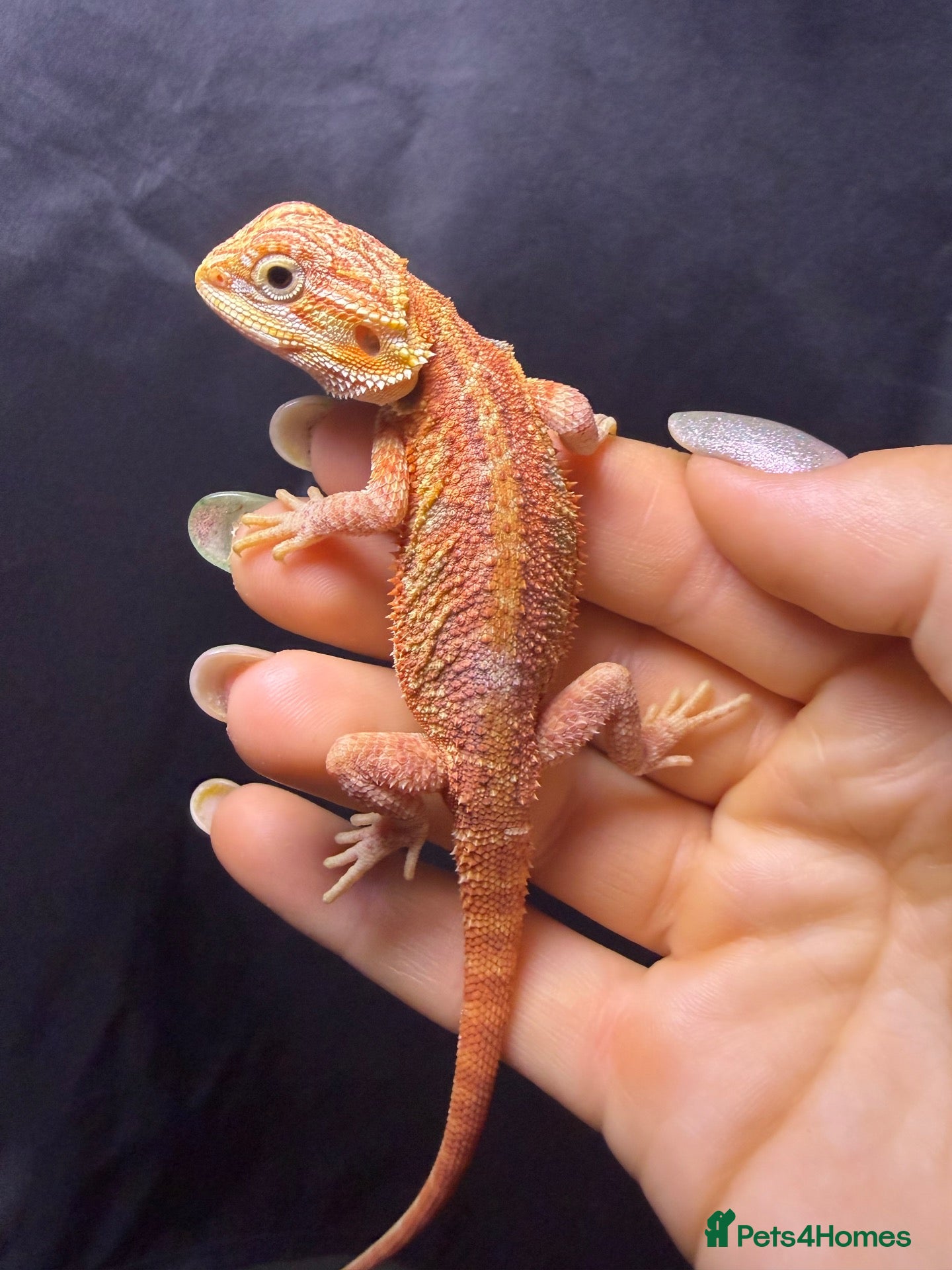 Bearded Dragon reptiles Hypo, Trans Blue bar leatherback and standard back - Advert 1