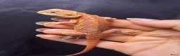 Bearded Dragon reptiles for sale: Hypo, Trans Blue bar leatherback and standard back in Southsea - Advert 7