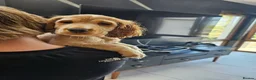 Cocker Spaniel dogs for sale: Beautiful cocker spaniel puppies - Advert 6
