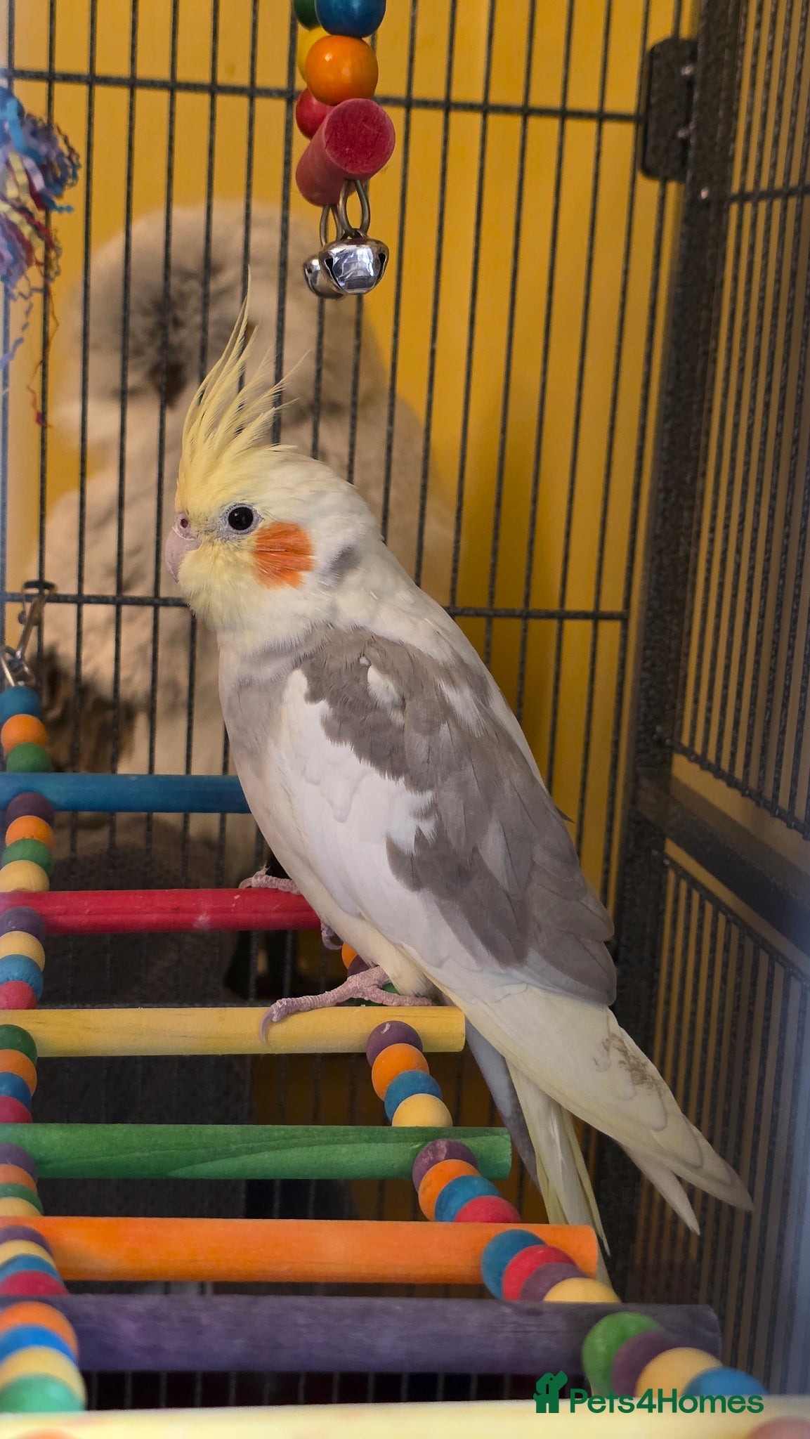 Cockatiels birds Stunning Pied Cockatiel Born January, Breeder Bred - Advert 1