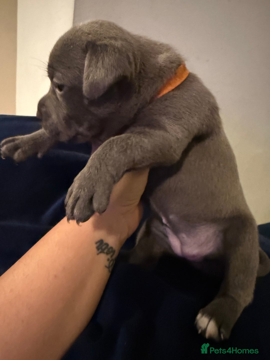 Staffordshire Bull Terrier dogs for sale: KC Registered Exceptional Blue Staffies - Advert 25