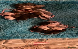 Rat rodents for sale: Rats looking for 5* homes only  - Image 15