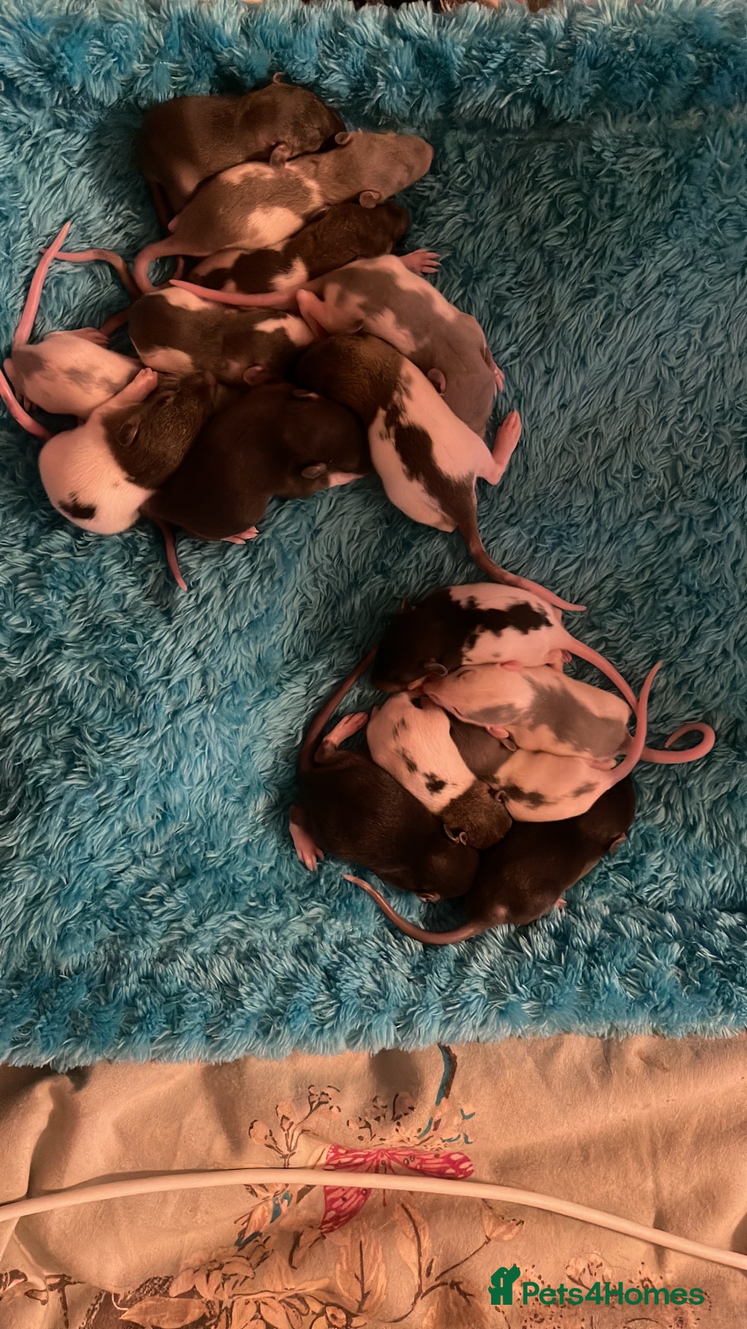 Rat rodents for sale: Rats looking for 5* homes only  - Image 15