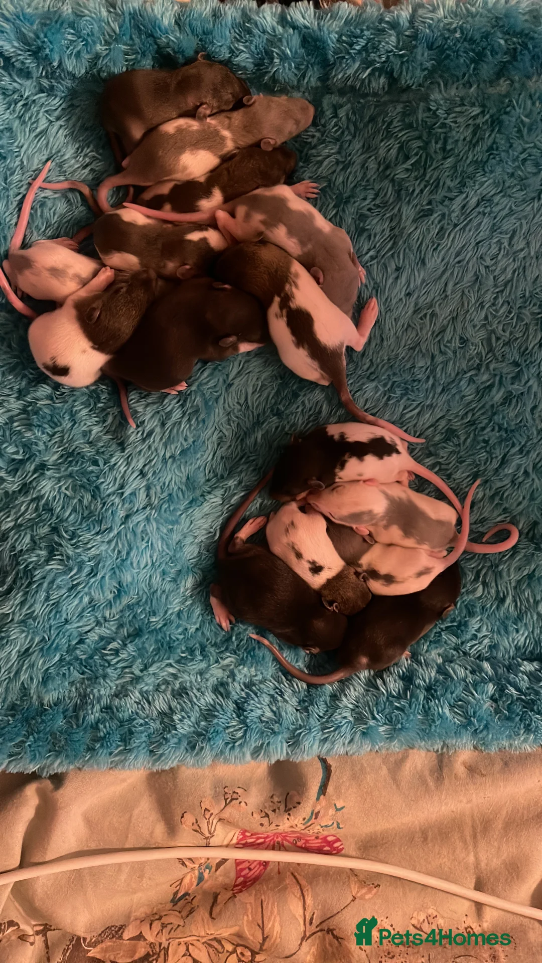 Rat rodents for sale: Rats looking for 5* homes only  - Advert 19