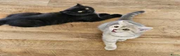 British Shorthair cats for sale: Beautiful British Shorthair kittens - Advert 2
