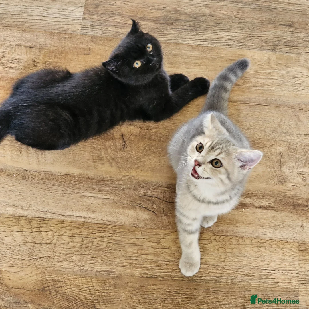 British Shorthair cats for sale: Beautiful British Shorthair kittens - Advert 2