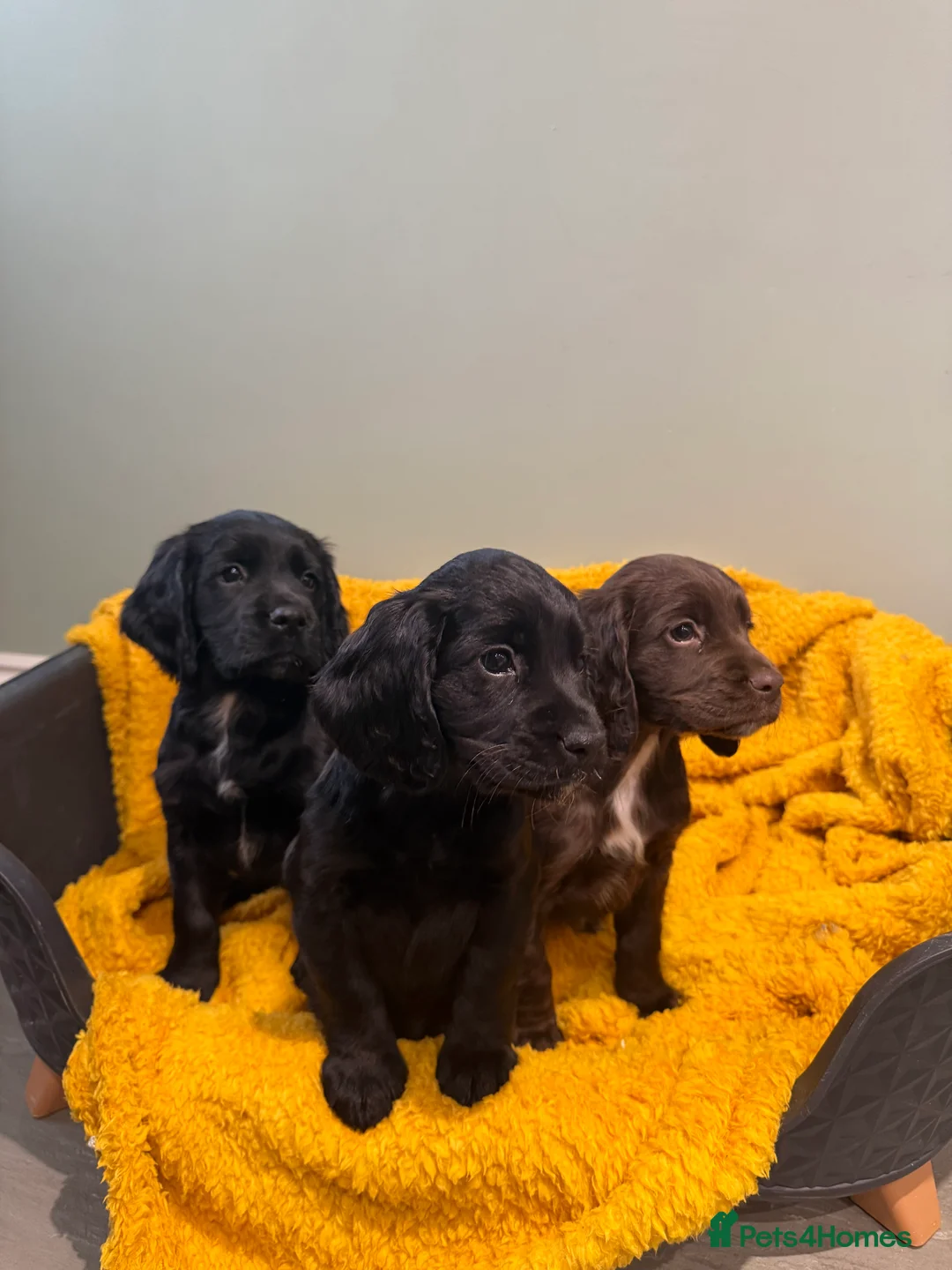 Sprocker dogs for sale: Stunning Sprocker puppies Cocker/Springer  - Advert 2