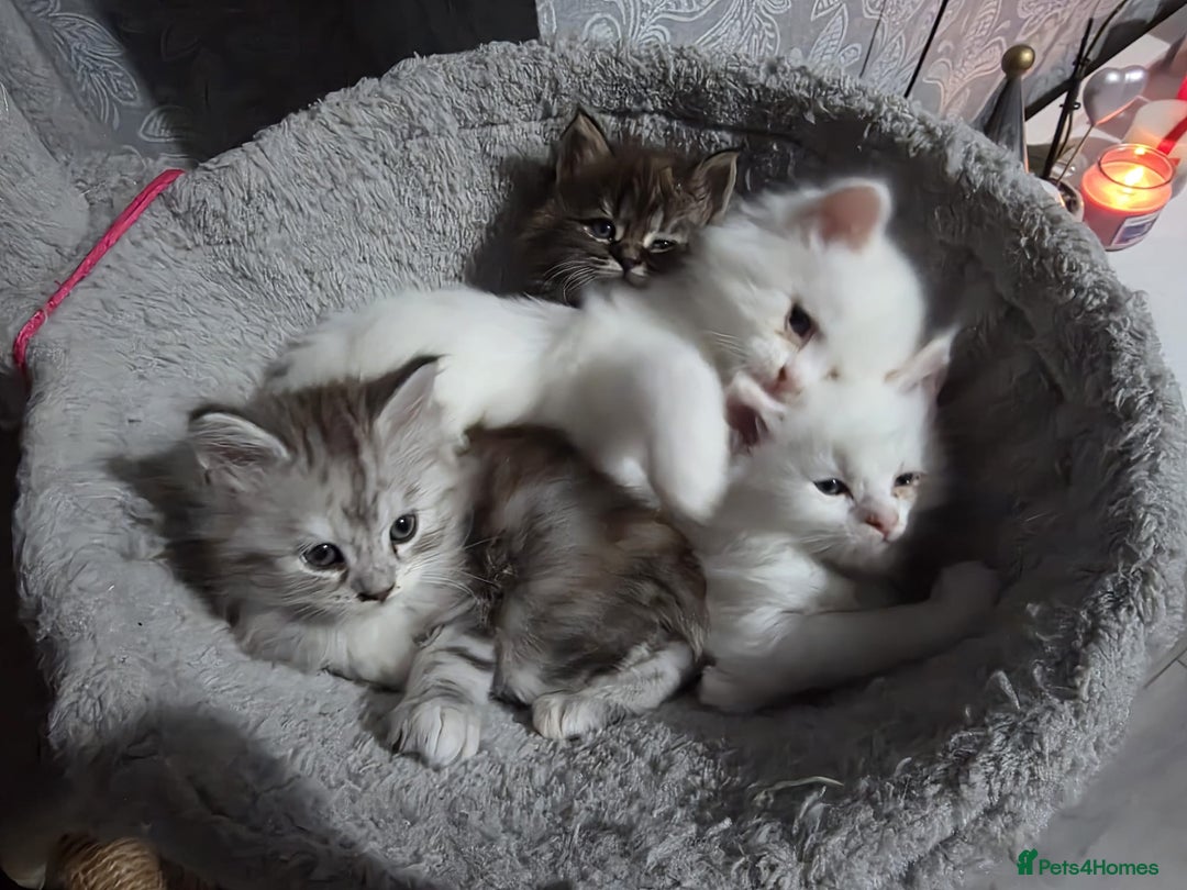 Maine Coon cats for sale: Pure Maine Coon kittens  - Advert 2