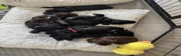 Cocker Spaniel dogs for sale: Black Cocker Spaniel Puppies in Lampeter - Advert 11