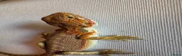 Bearded Dragon reptiles for sale: Stunning baby bearded dragons  - Advert 23