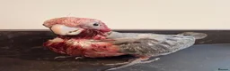 Cockatoo birds for sale: Last Silly Tame Galah Cockatoo  - Advert 5