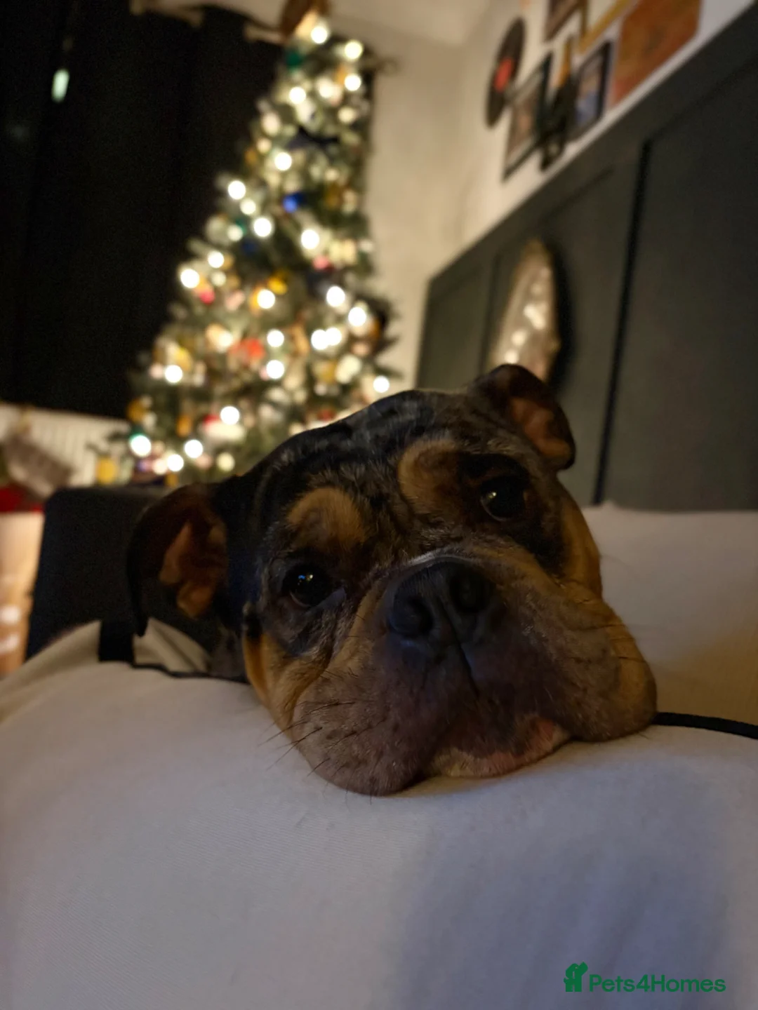 American Bully dogs for sale: 5 year old pocket bully - Advert 2