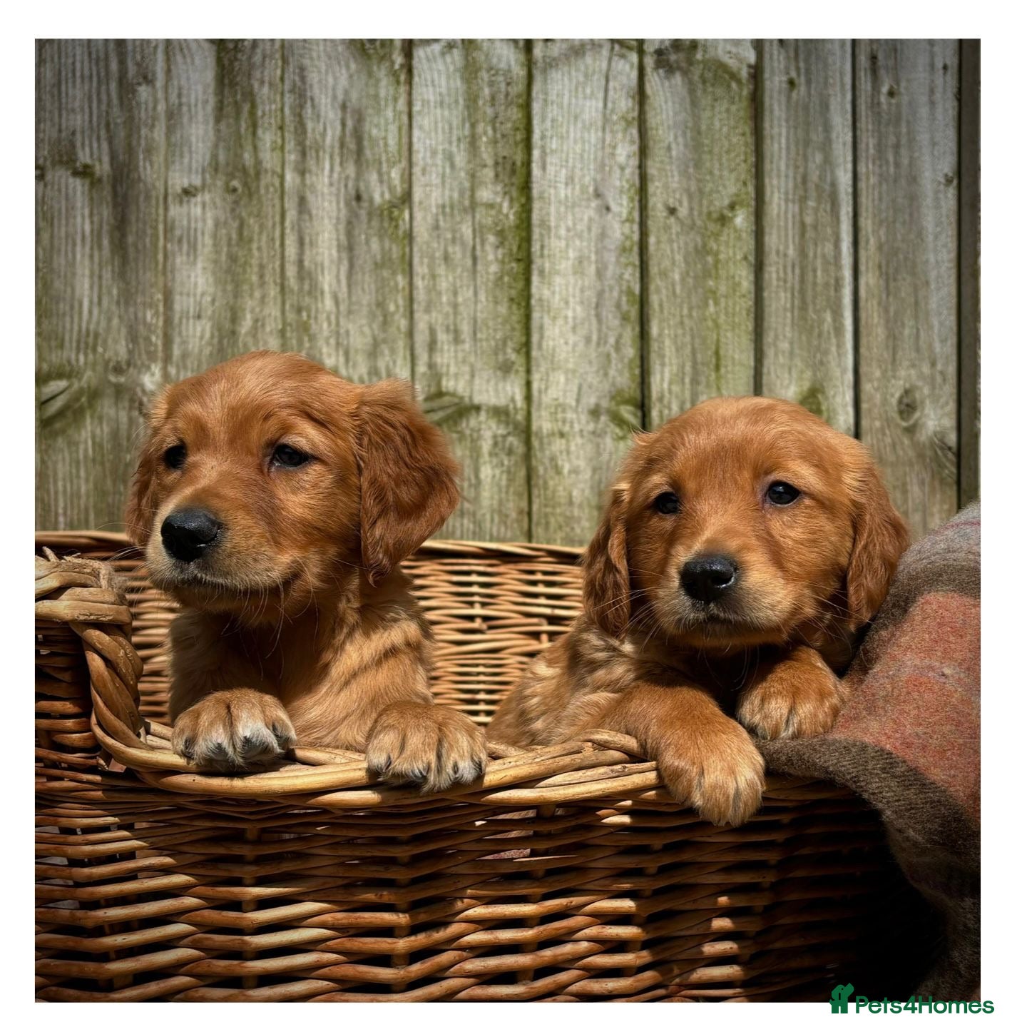 Golden Retriever dogs Quality KC Registered Golden Retriever Puppies - Advert 1