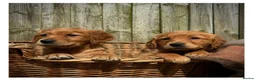 Golden Retriever dogs for sale: Quality KC Registered Golden Retriever Puppies - Advert 1